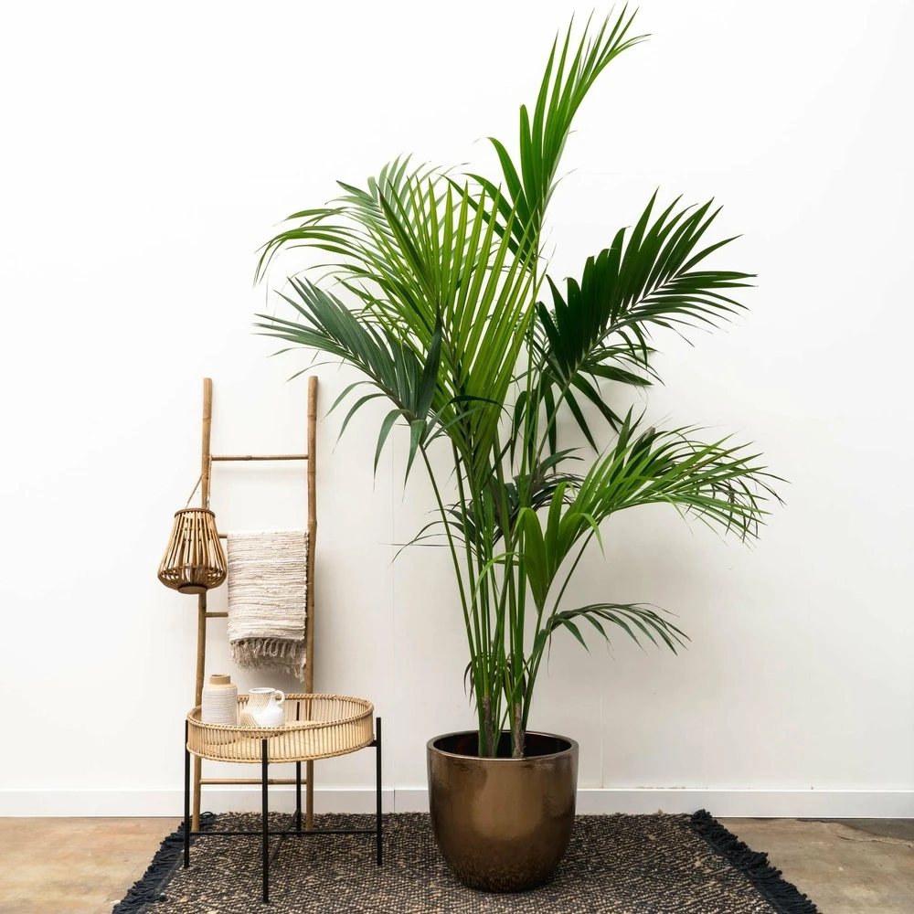 Palmier Kentia Xxxl - H230cm - Très Grande Plante D'intérieur – Image 3