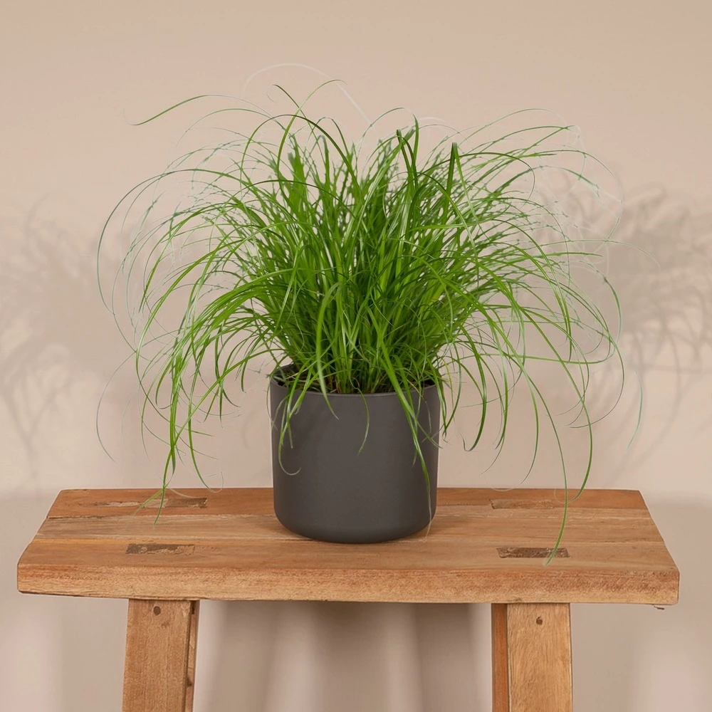 Herbe à Chat - H20cm, ø12cm - Plante D'intérieur – Image 2