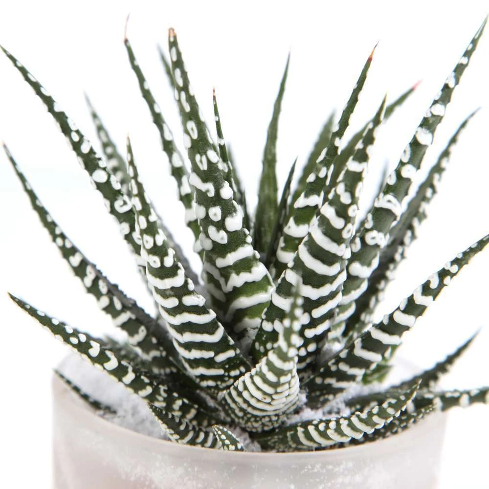 Haworthia En Verrerie H18cm X D9cm – Image 2