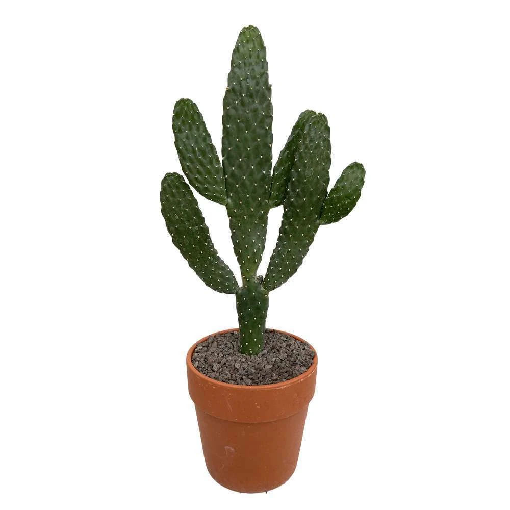 Cactus : H40cm Pot Terre Cuite D20 Cm – Image 6