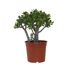 Crassula Ovata 'Minor' H30cm : Pot D17cm