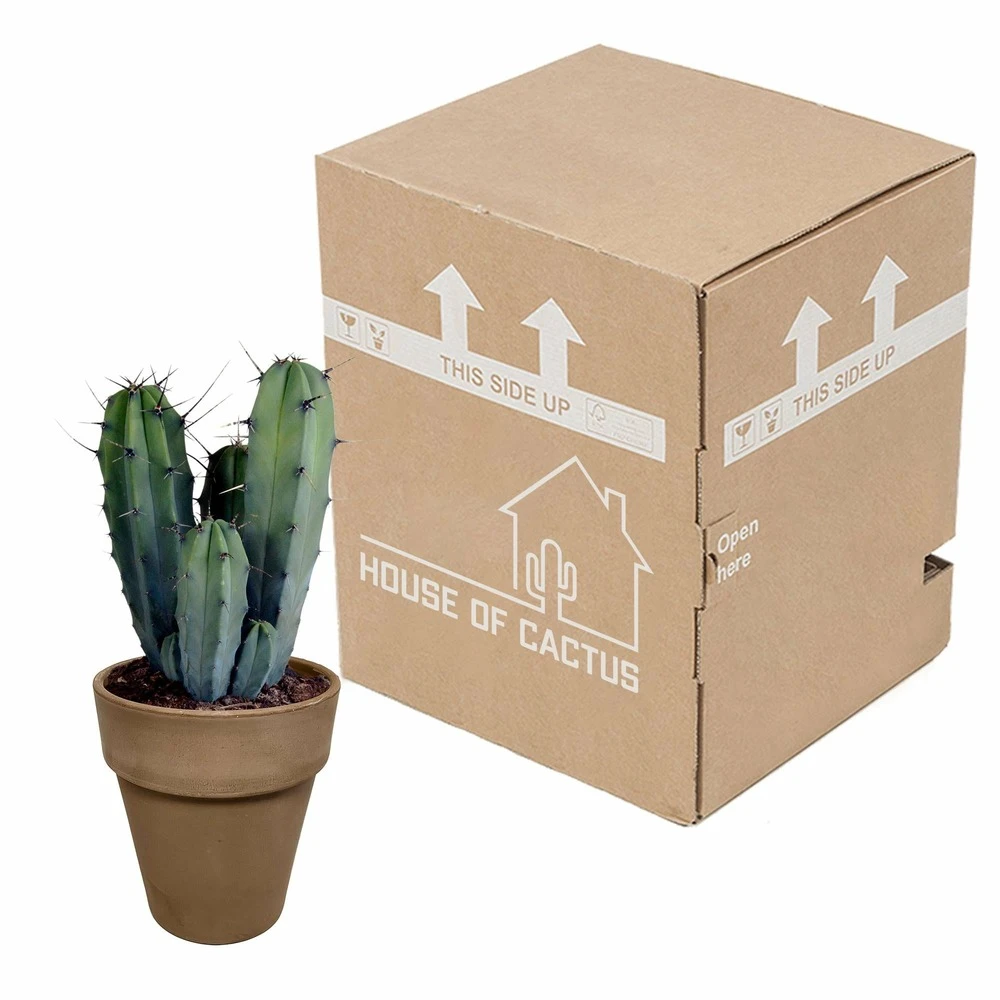 Myrtillocactus - H40cm, ø17cm - Plante D'intérieur Facile D'entretien – Image 3