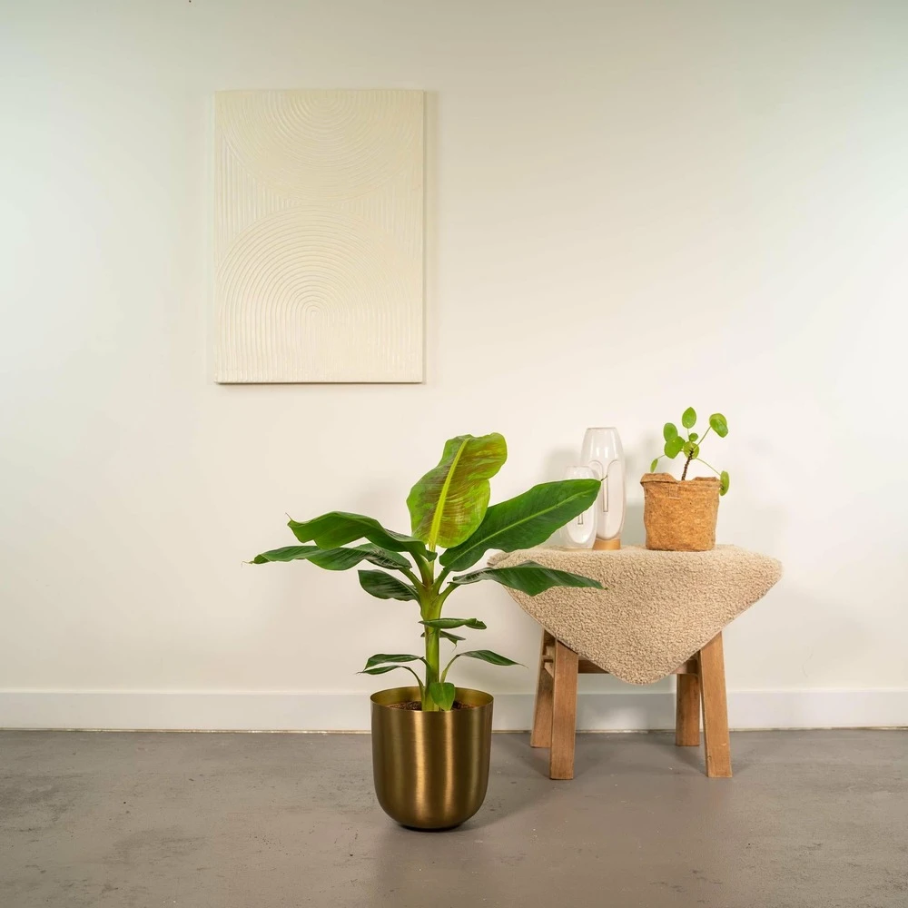 Bananier Nain Cavendish - H90cm, ø21cm - Grande Plante D'intérieur – Image 2