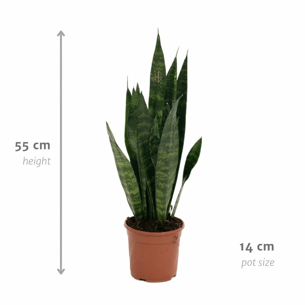 Sansevieria Zeylanica - H55cm, ø14cm - Plante D'intérieur Sans Entretien – Image 4