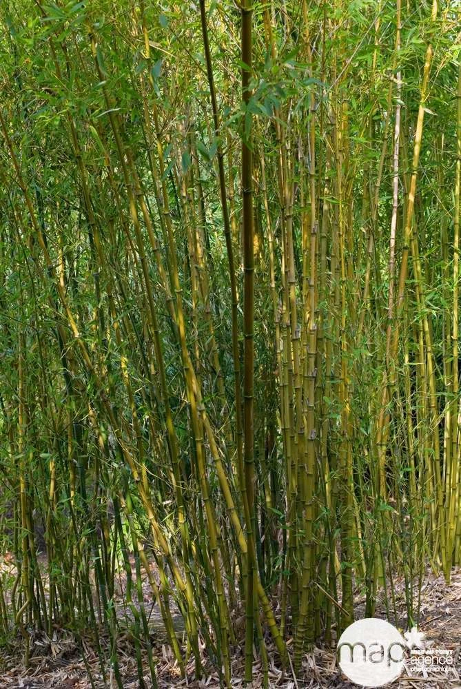 Bambou : Pot De 5 Litres – Image 2