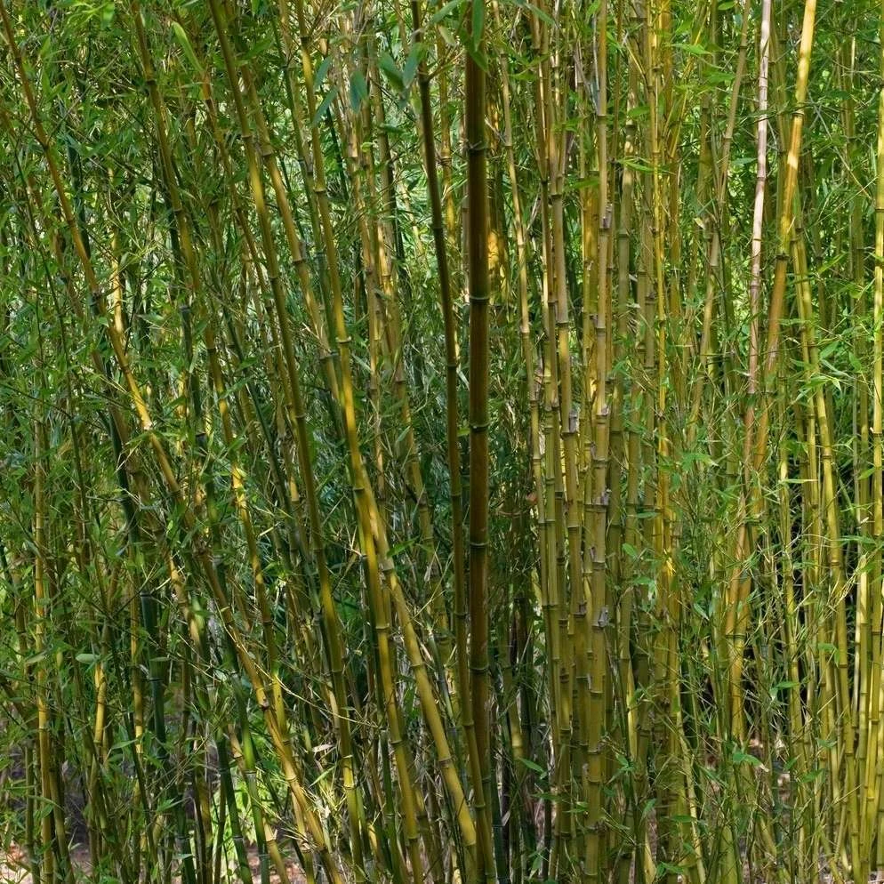 Bambou : Pot De 5 Litres – Image 3