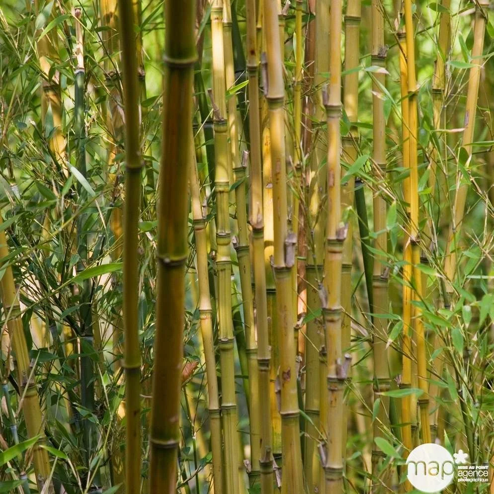 Bambou : Pot De 5 Litres – Image 4