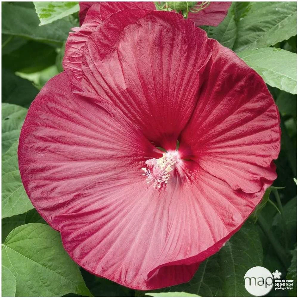 Hibiscus Moscheutos : Conteneur De 5 Litres – Image 4