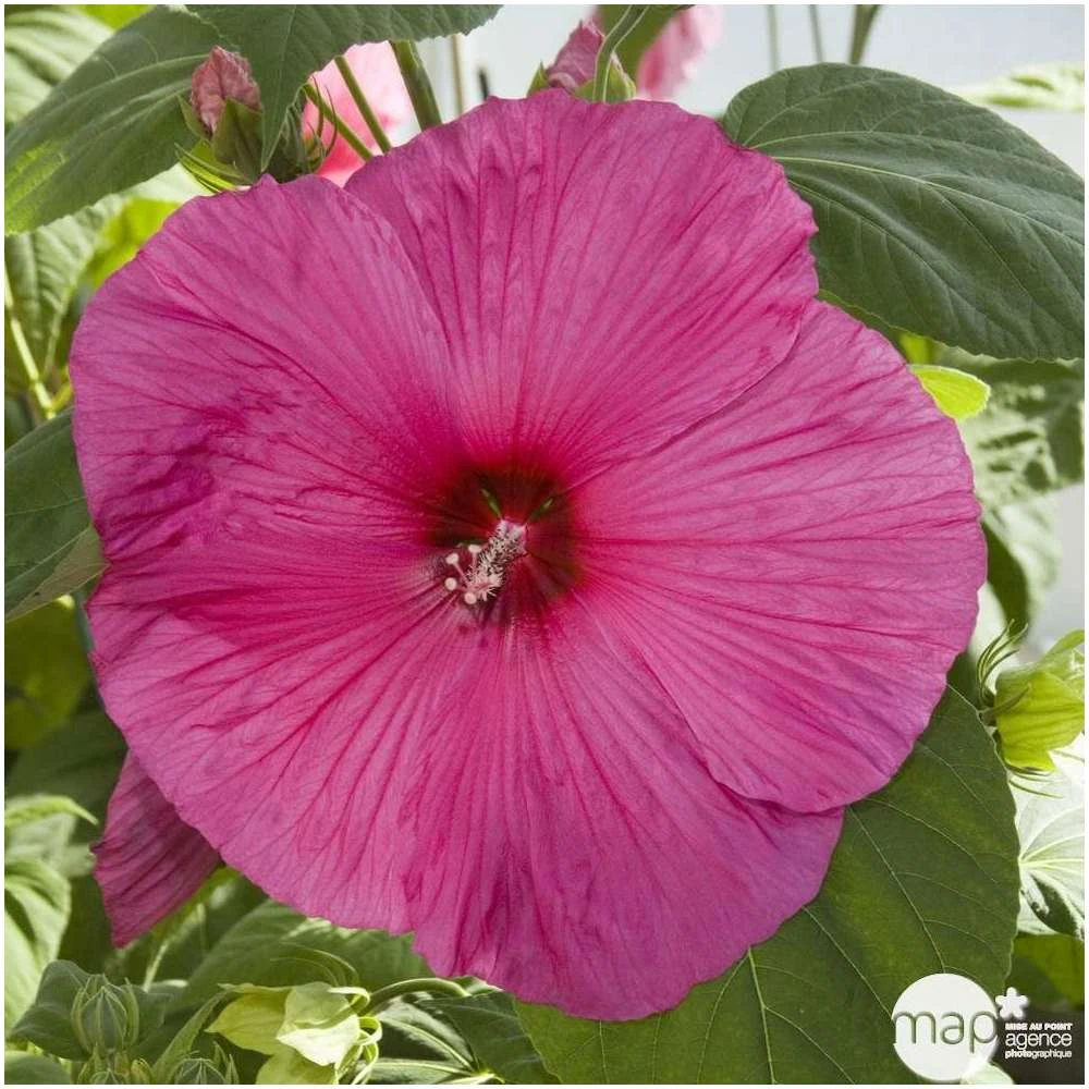 Hibiscus Moscheutos : Conteneur De 5 Litres – Image 5