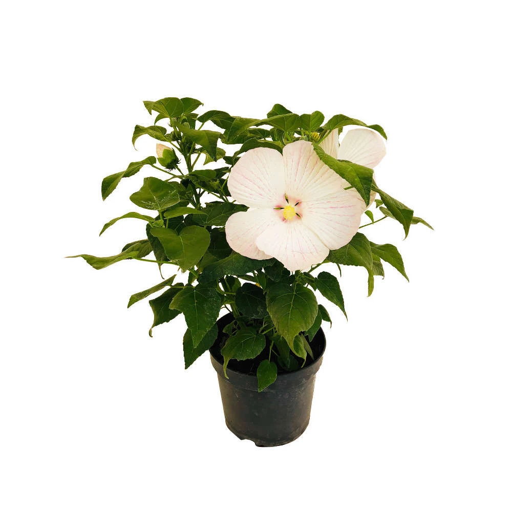 Hibiscus Moscheutos : Conteneur De 5 Litres – Image 2
