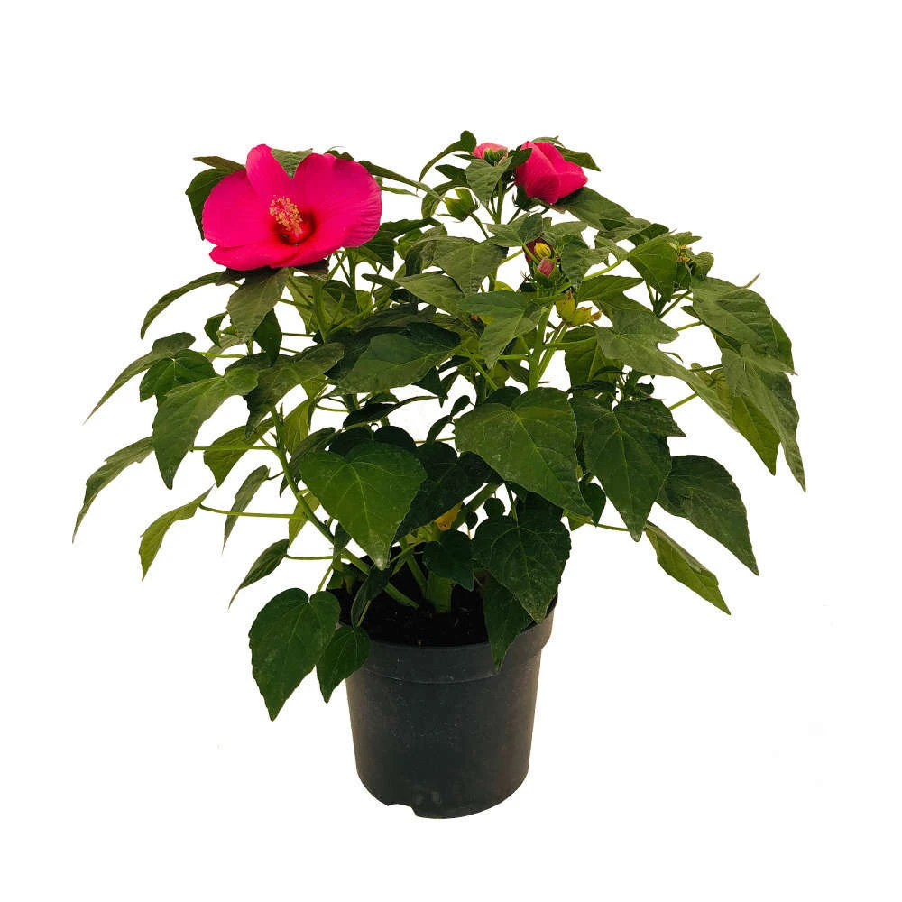 Hibiscus Moscheutos : Conteneur De 5 Litres – Image 3