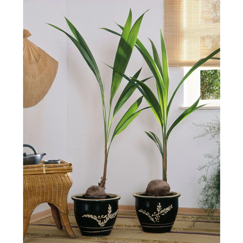 Cocotier Nucifera : Pot H.150cm – Image 5