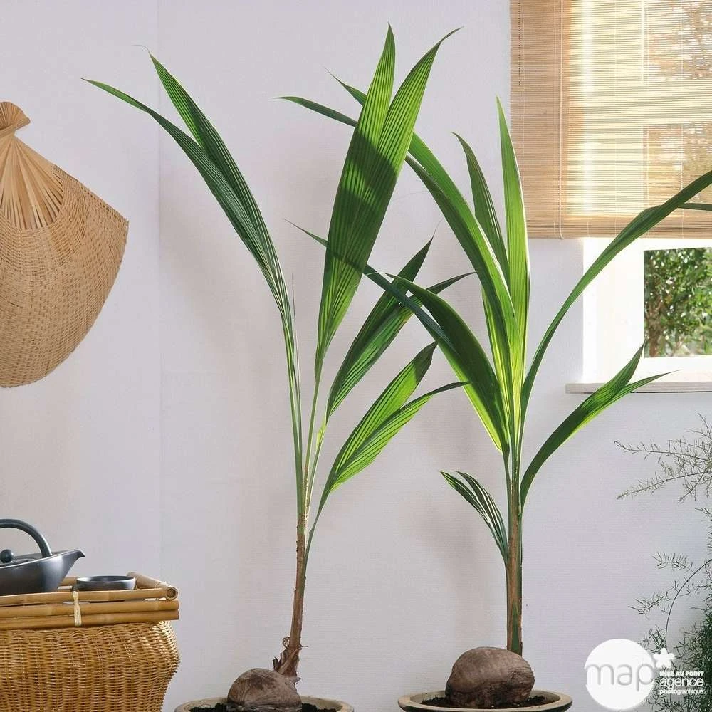 Cocotier Nucifera : Pot H.150cm – Image 4