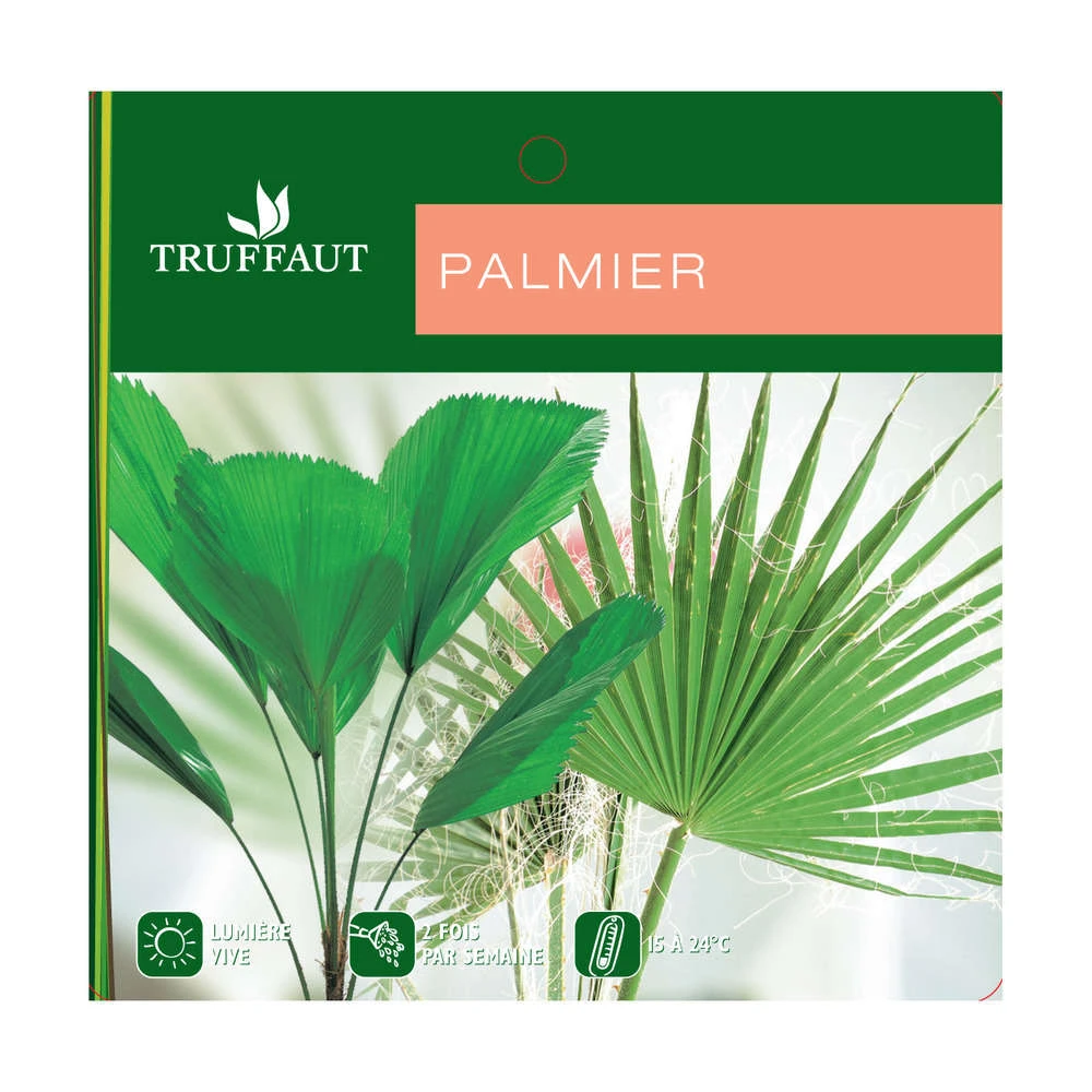 Cocotier Nucifera : Pot H.150cm – Image 2