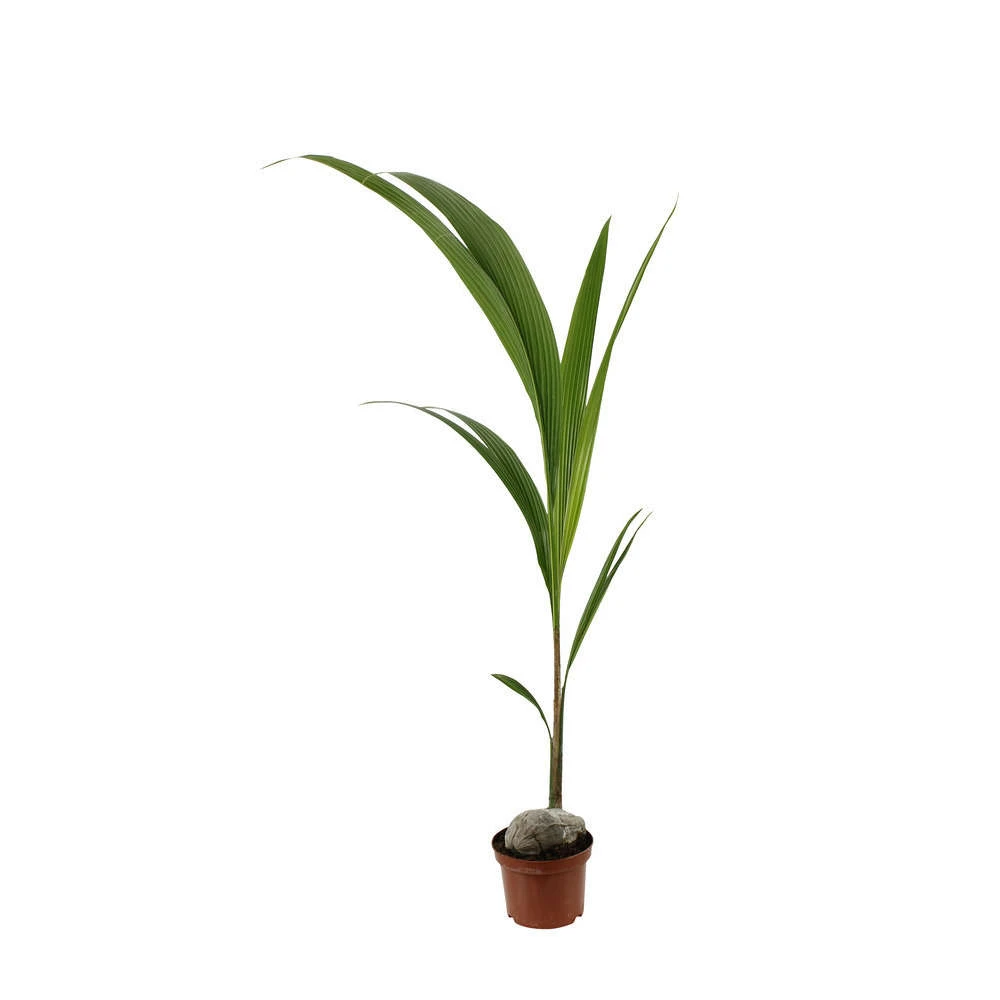Cocotier Nucifera : Pot H.150cm – Image 3