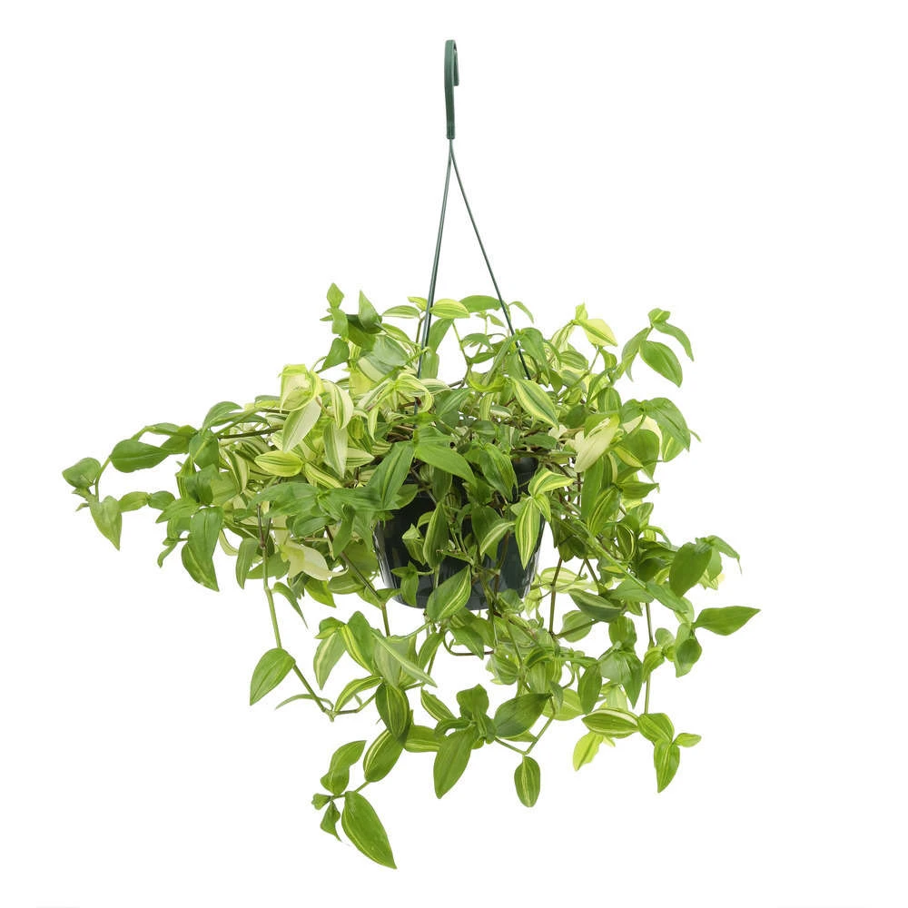 Tradescantia : Suspension Diamètre 18 Cm - Variétés Variables