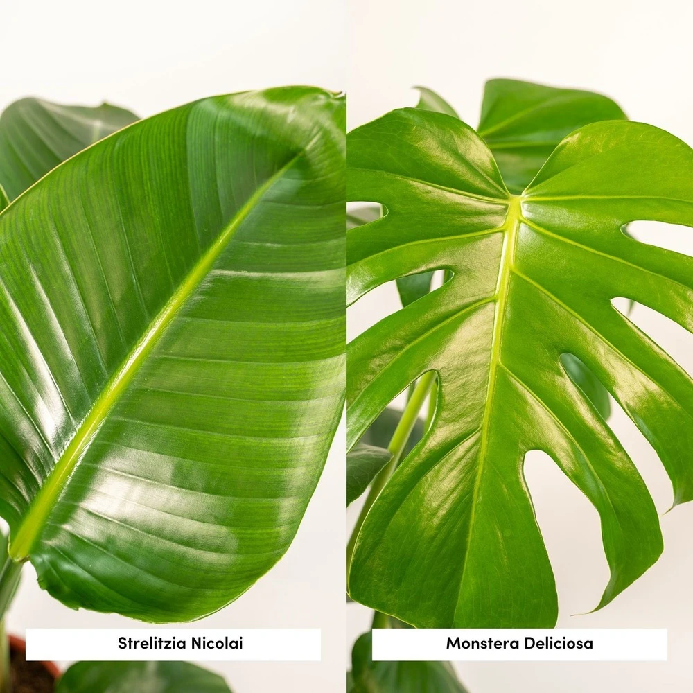 Strelitzia Nicolai, Monstera Deliciosa, Duo De Plantes - Grandes Plantes D'intérieur – Image 3
