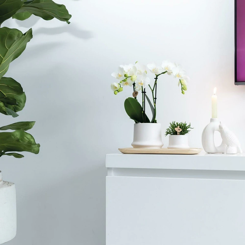 Haworthia Limifolia Et Son Cache-pot Blanc - H16cm, ø9cm - Plante D'intérieur – Image 4