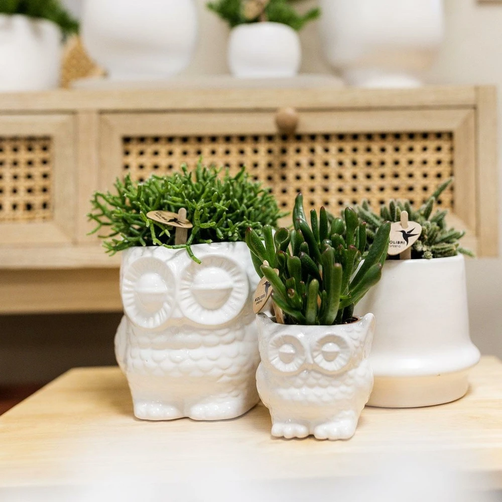 Haworthia Limifolia Et Son Cache-pot Blanc - H16cm, ø9cm - Plante D'intérieur – Image 5