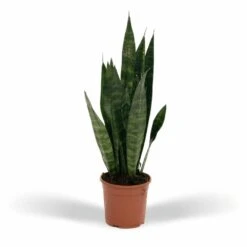 Sansevieria Zeylanica - H55cm, ø14cm - Plante D'intérieur Sans Entretien