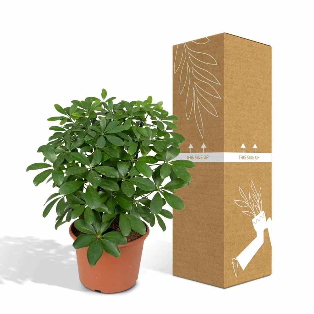 Schefflera Nora - H50cm, ø21cm - Plante D'intérieur – Image 5
