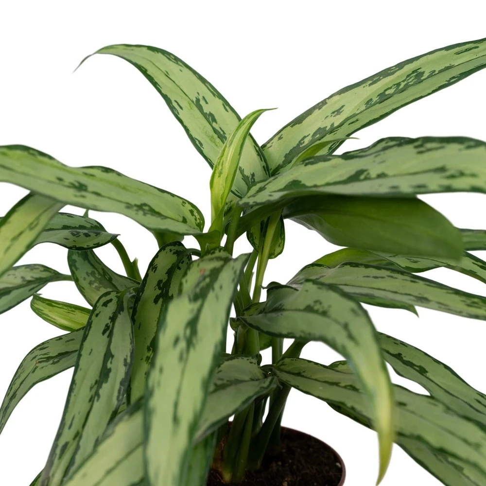 Aglaonema Cutlass - H30cm, ø12cm - Plante D'intérieur – Image 3