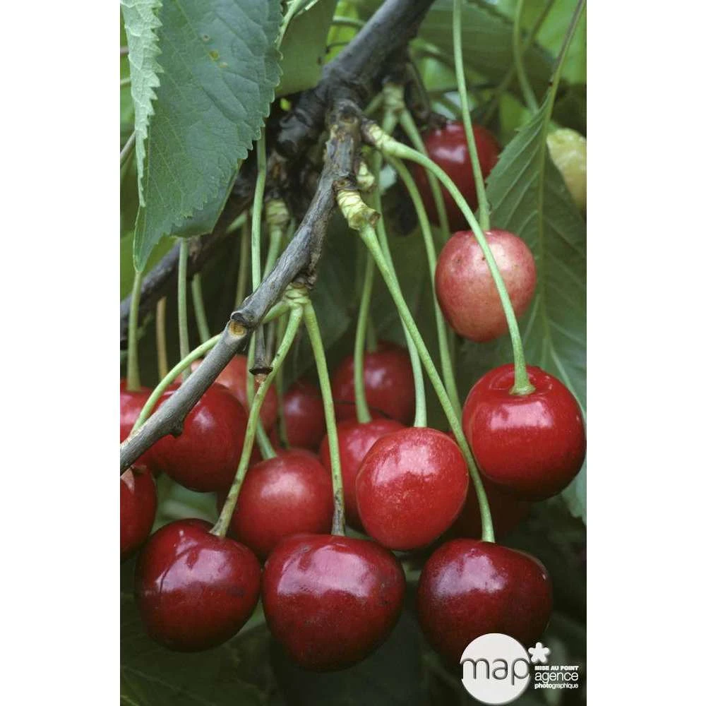 Cerisier Bigarreau Marmotte : Demi Tige Ctr 15 Litres – Image 3