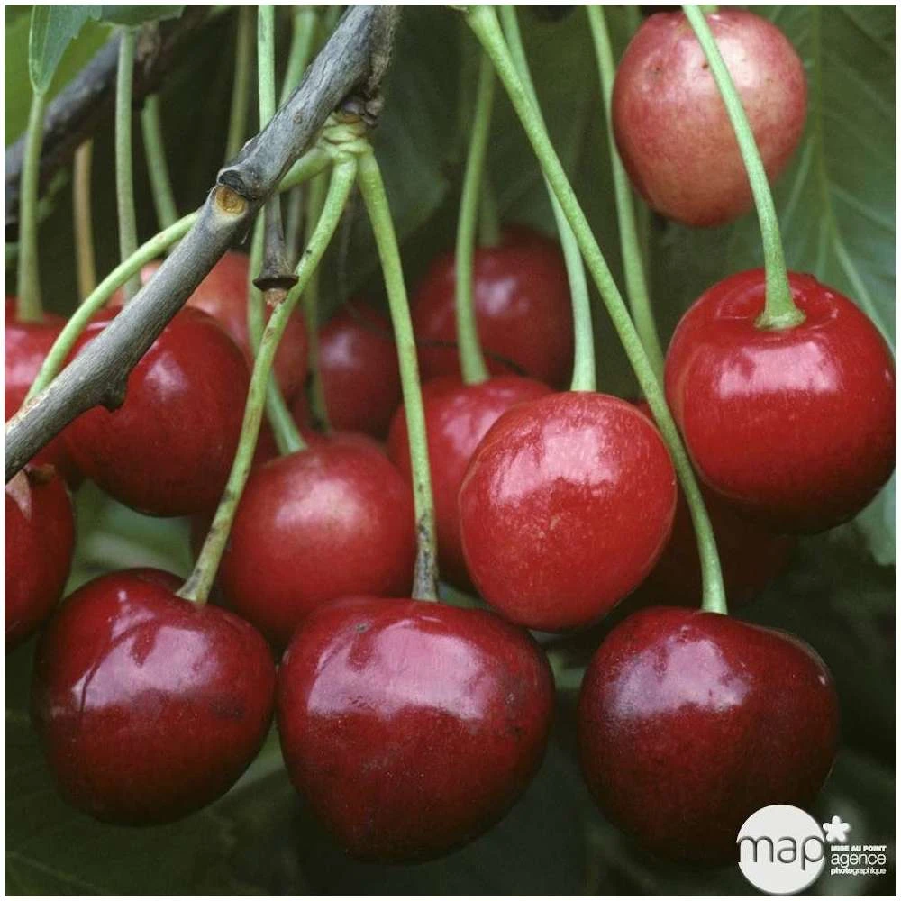 Cerisier Bigarreau Marmotte : Demi Tige Ctr 15 Litres