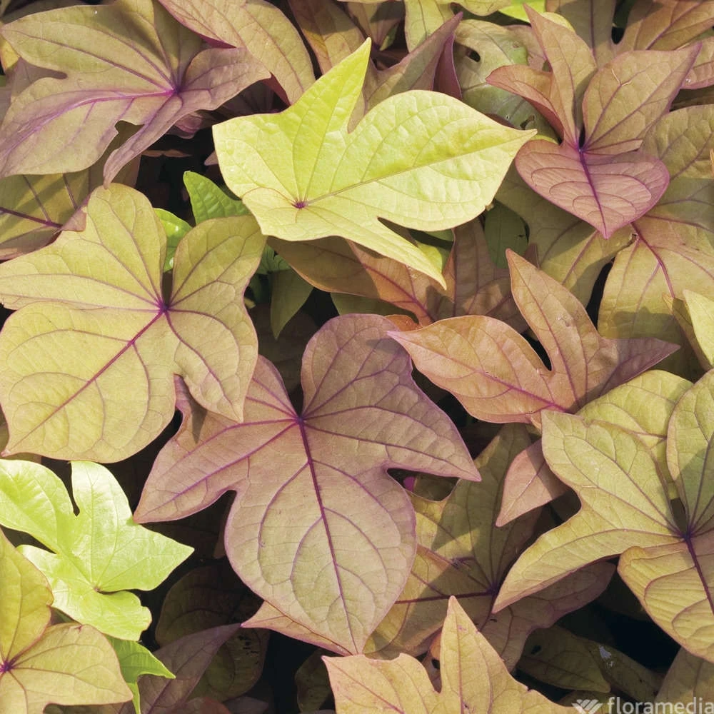 Ipomée : Plateau De 6 Plants En Godets Ø 8 Cm – Image 5