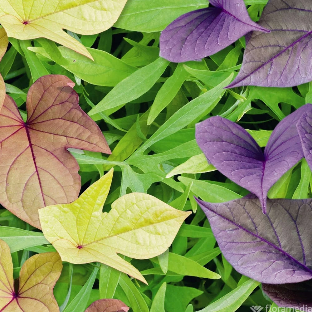 Ipomée : Plateau De 6 Plants En Godets Ø 8 Cm – Image 2