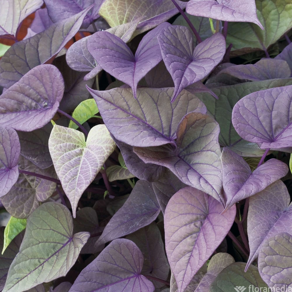 Ipomée : Plateau De 6 Plants En Godets Ø 8 Cm – Image 3