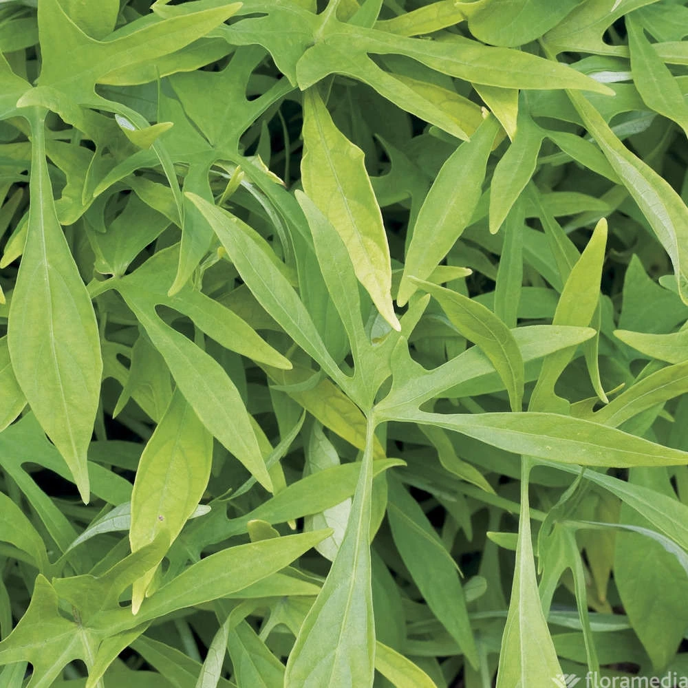 Ipomée : Plateau De 6 Plants En Godets Ø 8 Cm – Image 4