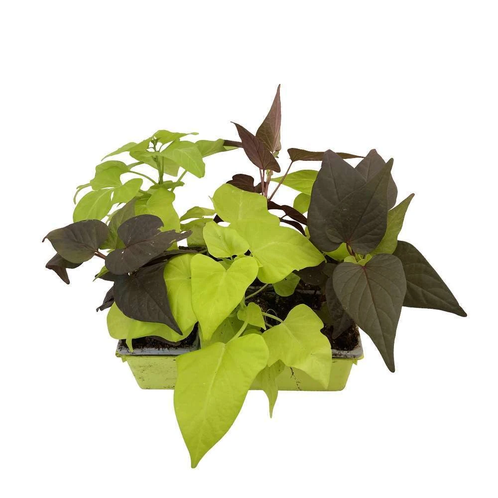 Ipomée : Plateau De 6 Plants En Godets Ø 8 Cm – Image 7