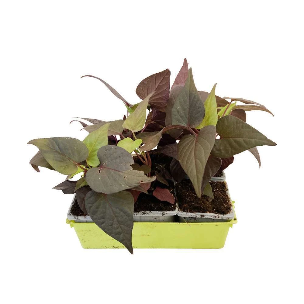 Ipomée : Plateau De 6 Plants En Godets Ø 8 Cm