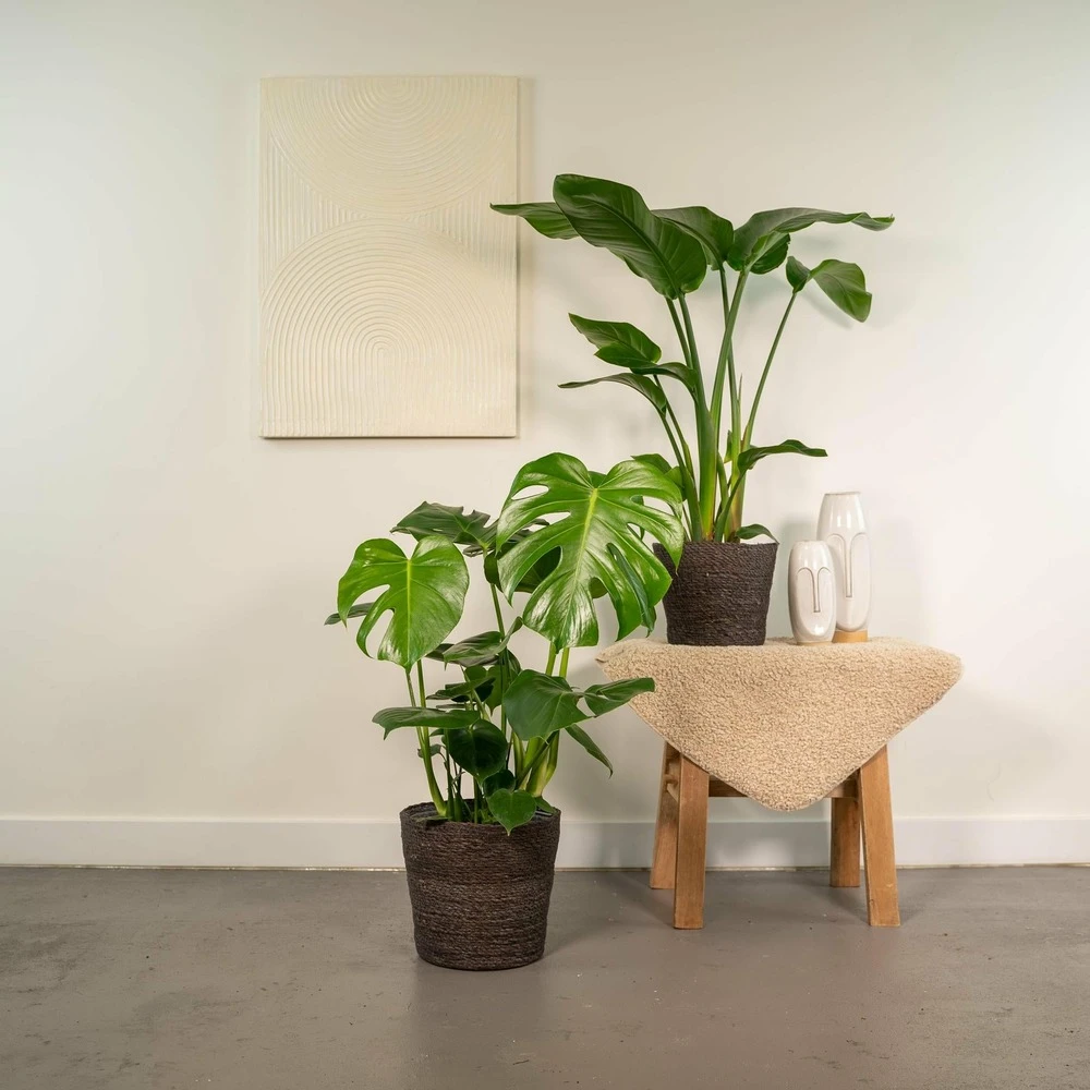 Strelitzia Nicolai, Monstera Deliciosa, Duo De Plantes - Grandes Plantes D'intérieur – Image 2