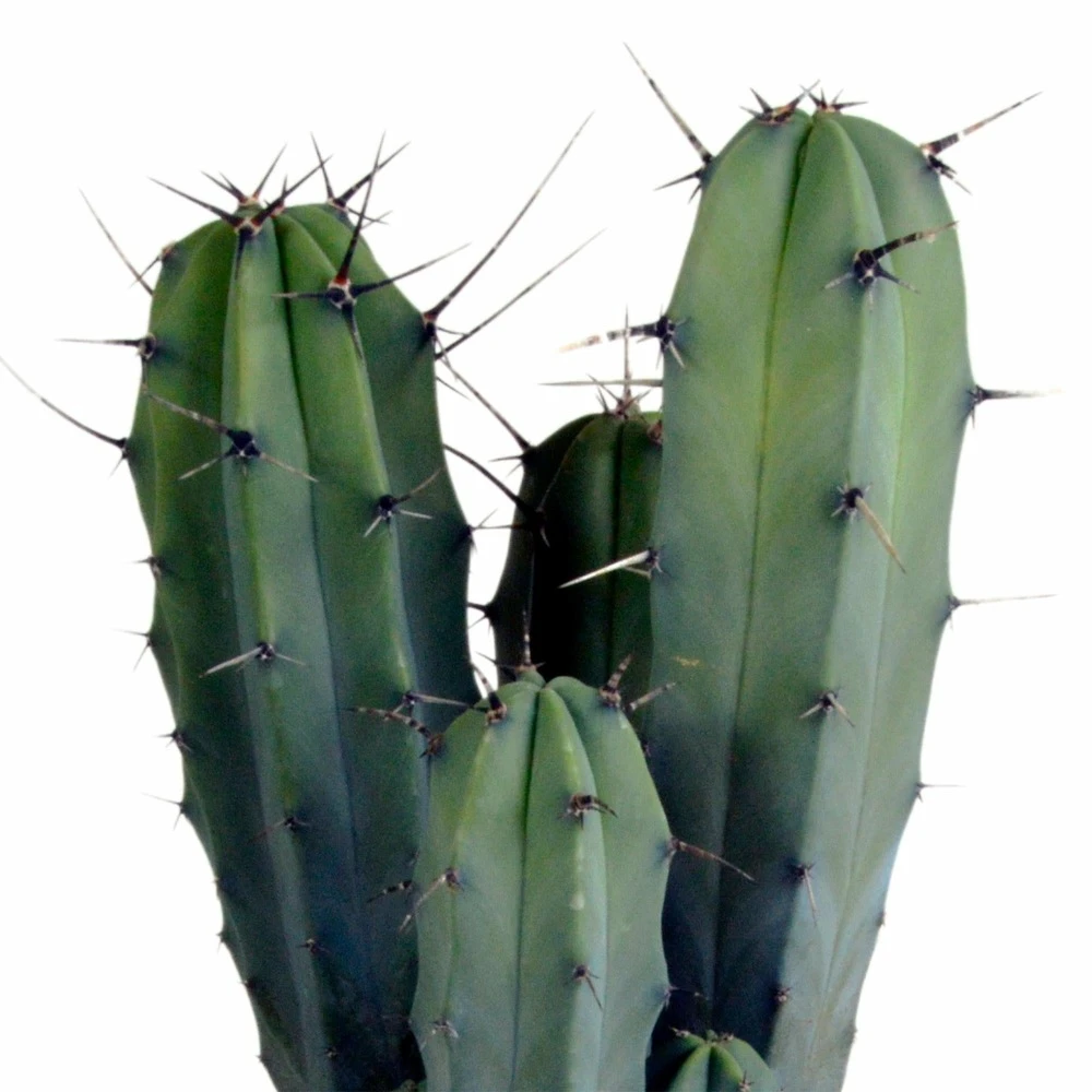 Myrtillocactus - H40cm, ø17cm - Plante D'intérieur Facile D'entretien – Image 4