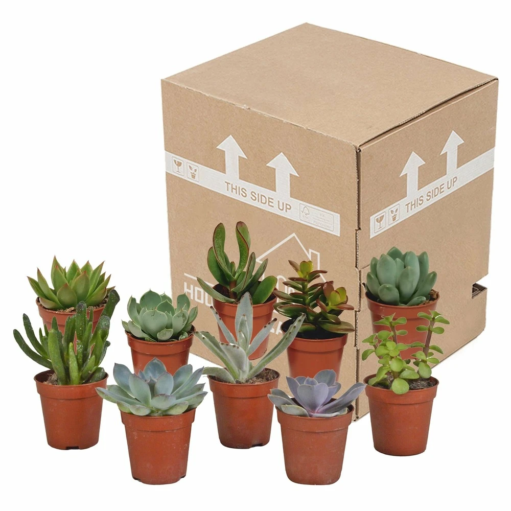 Succulentes, Box De 10 Plantes - H13cm, ø5,5cm - Plantes D'intérieur – Image 3