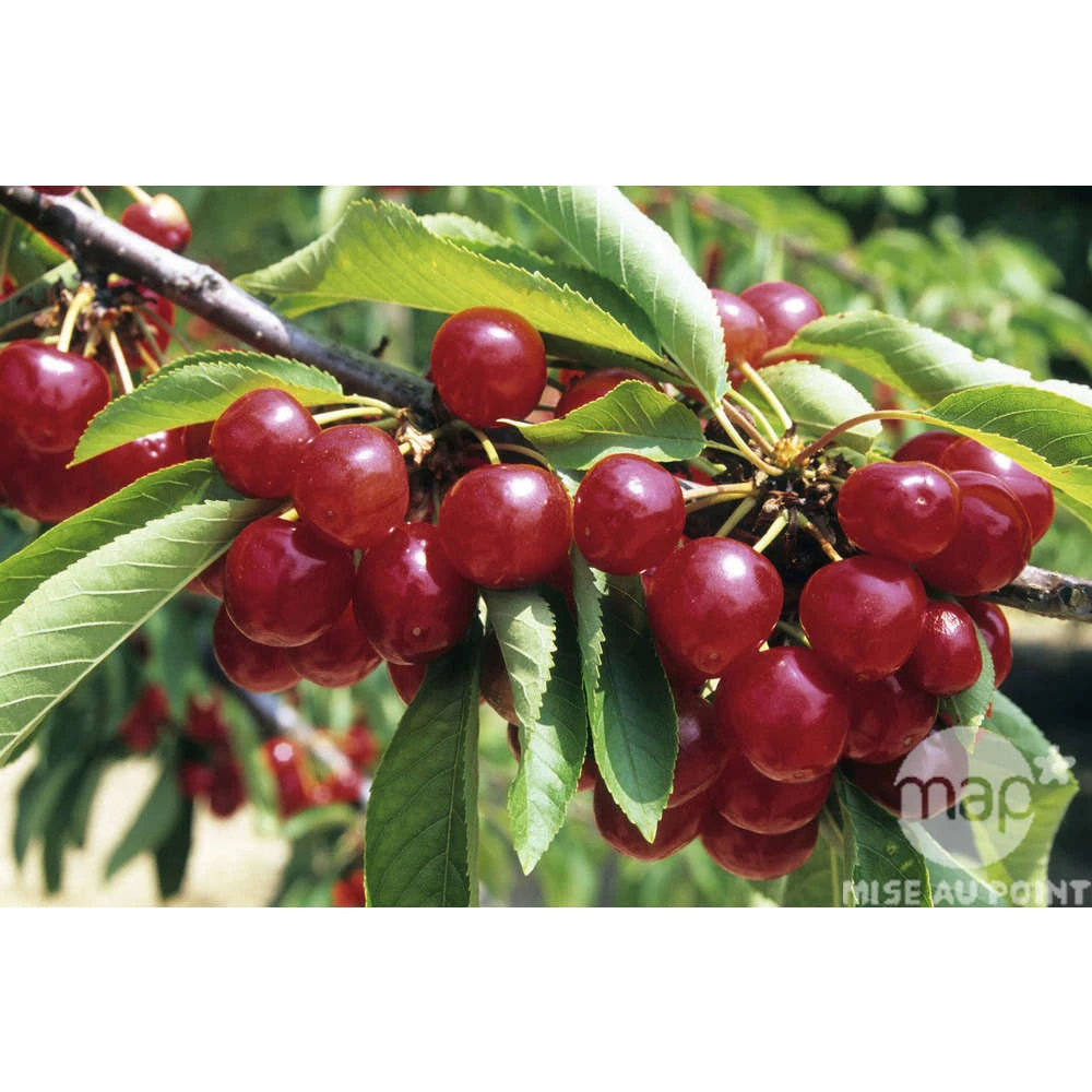 Cerisier Bigarreau Coeur De Pigeon : Gobelet 3 Ans D'âge Ctr 12 Litres – Image 2