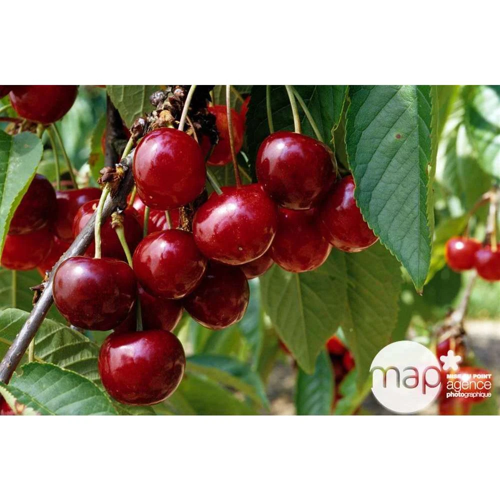 Cerisier Bigarreau Géant D'Hedelfingen 1/2 Tige 2ans âge Ctr 15L – Image 3