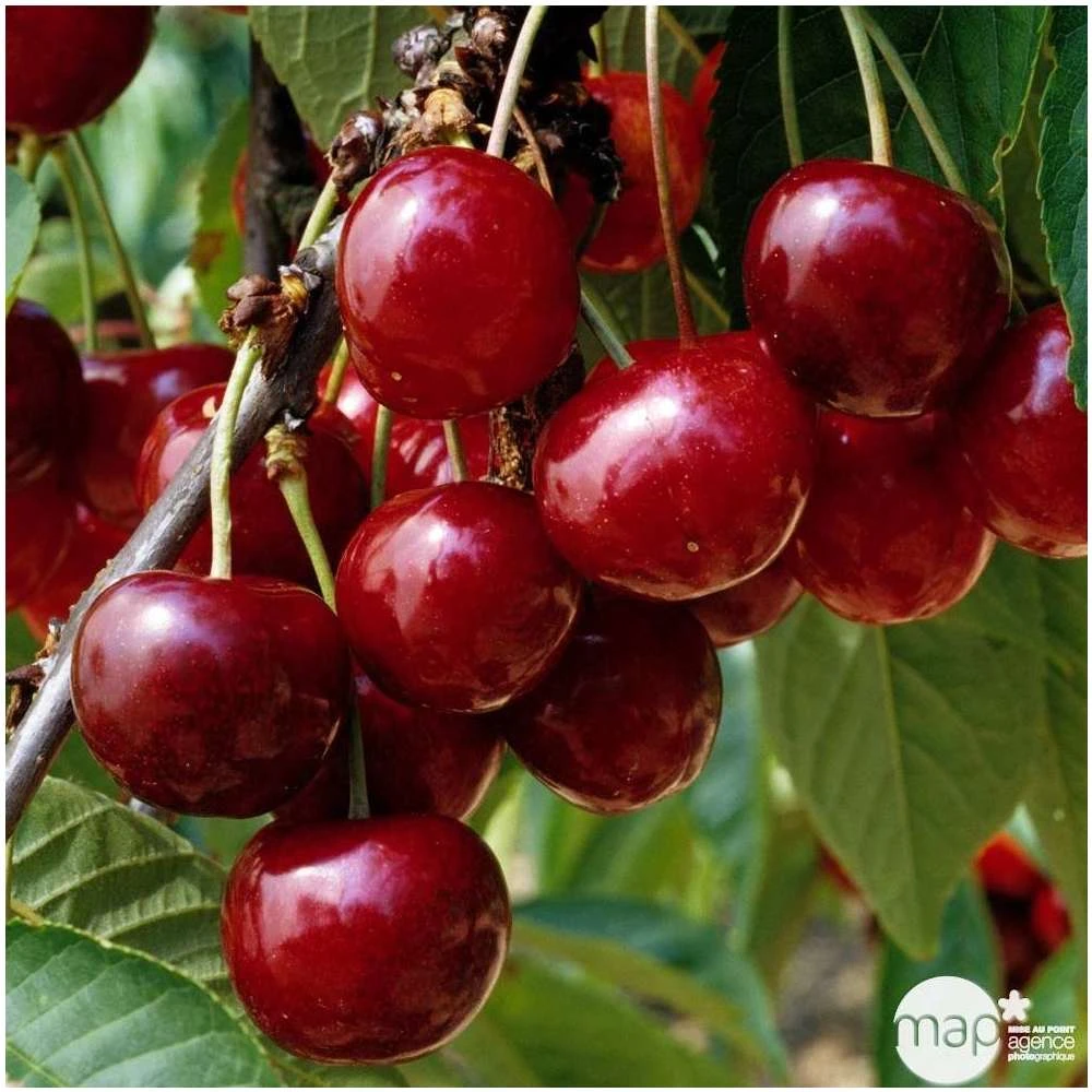 Cerisier Bigarreau Géant D'Hedelfingen 1/2 Tige 2ans âge Ctr 15L – Image 2