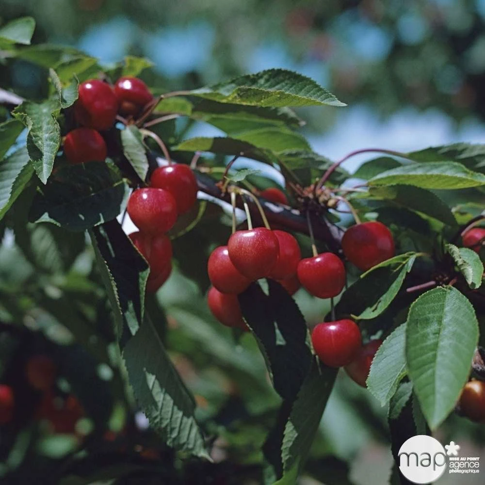 Cerisier Bigarreau Moreau : Gobelet 3 Ans D'âge Ctr 12 Litres – Image 2