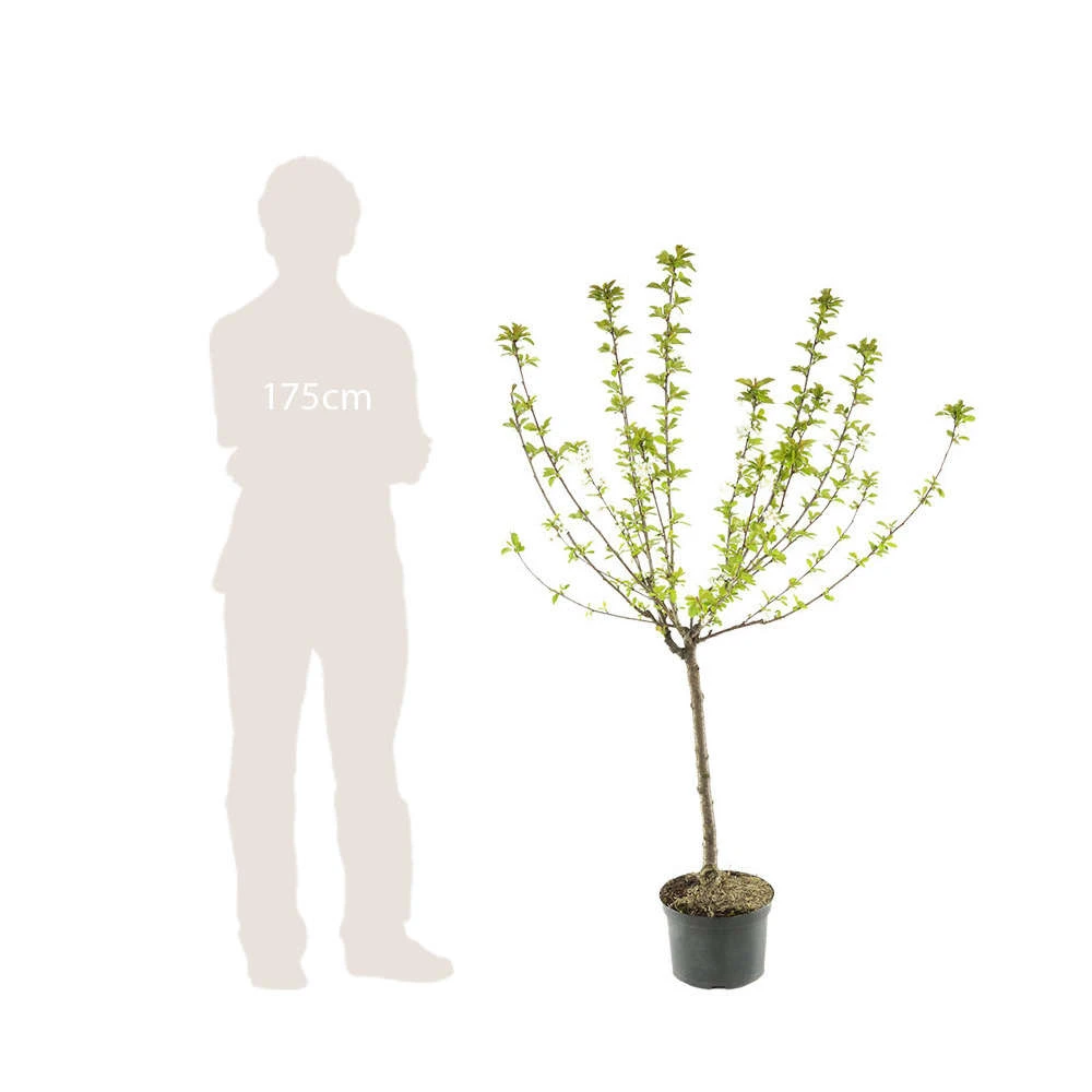 Cerisier Bigarreau Moreau : Gobelet 3 Ans D'âge Ctr 12 Litres – Image 4