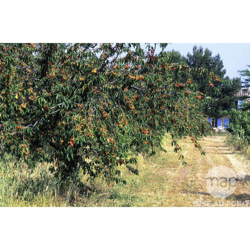 Cerisier Bigarreau Napoléon : Gobelet 3 Ans D'âge Ctr 12 Litres – Image 2