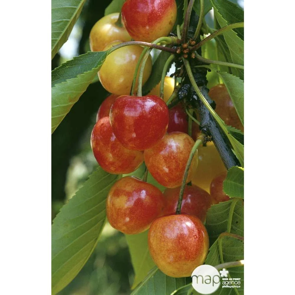 Cerisier Bigarreau Napoléon : Gobelet 3 Ans D'âge Ctr 12 Litres – Image 4