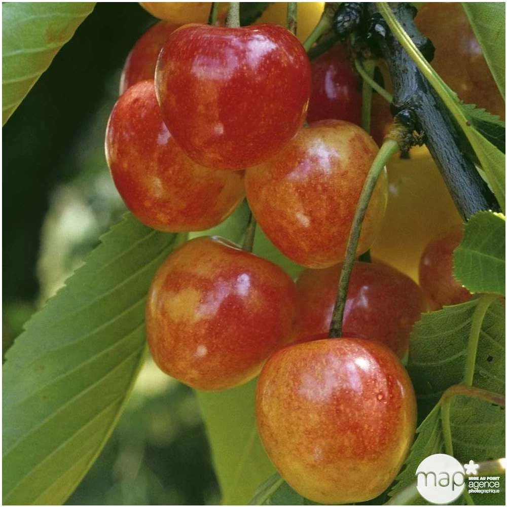 Cerisier Bigarreau Napoléon : Gobelet 3 Ans D'âge Ctr 12 Litres – Image 5