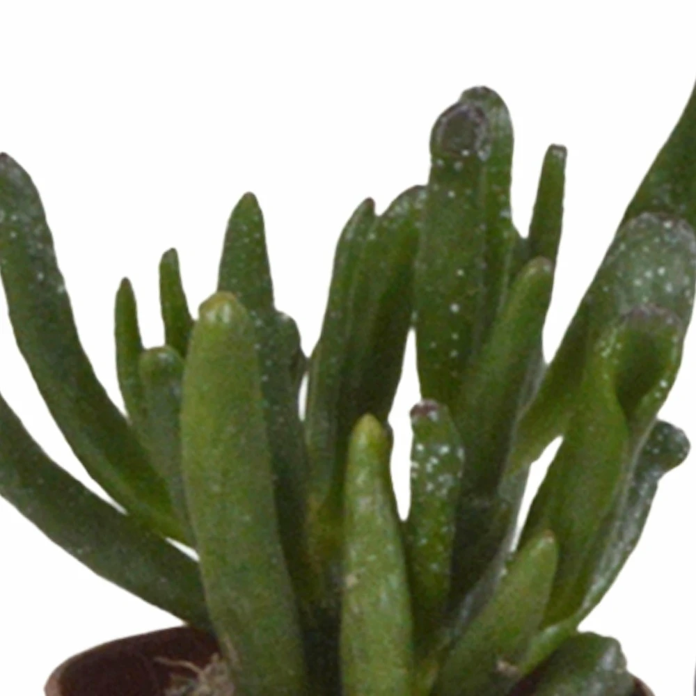 Succulentes, Box De 10 Plantes - H13cm, ø5,5cm - Plantes D'intérieur – Image 4