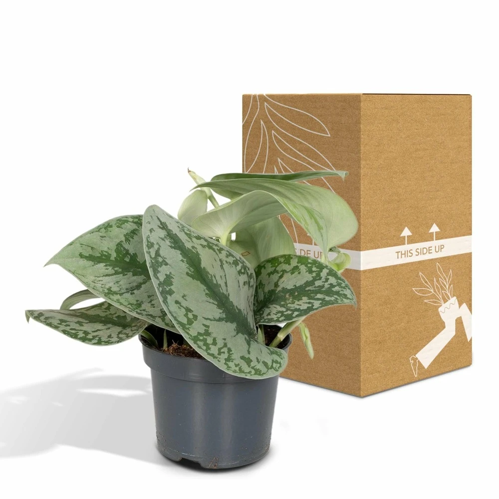 Pothos Scindapsus Pictus Epipremnum - H15cm, ø12cm - Plante D'intérieur Tombante – Image 5