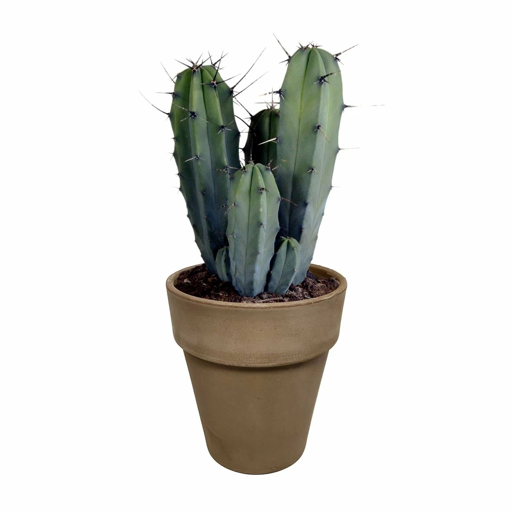 Myrtillocactus - H40cm, ø17cm - Plante D'intérieur Facile D'entretien – Image 5