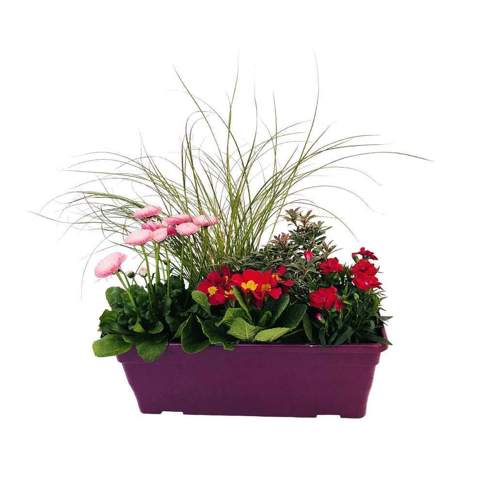 Jardinière De Bisannuelles Et Vivaces 40 Cm - Coloris Variables – Image 2