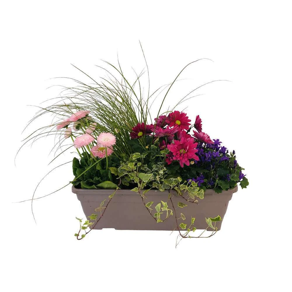 Jardinière De Bisannuelles Et Vivaces 40 Cm - Coloris Variables – Image 3